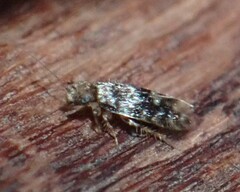 Lepidopsocidae