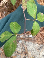Rubus cuneifolius