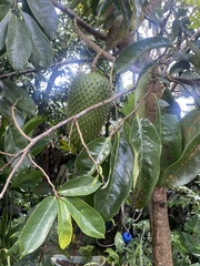 Annona muricata