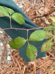 Rubus cuneifolius