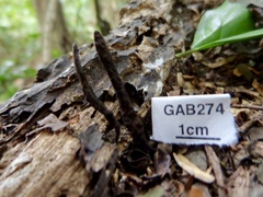 Xylaria bipindensis