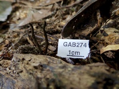 Xylaria bipindensis
