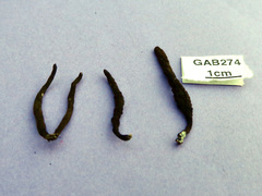Xylaria bipindensis