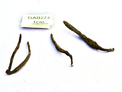 Xylaria bipindensis