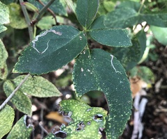 Stigmella anomalella