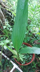 Eulophia cernua