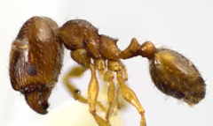Pheidole bicarinata