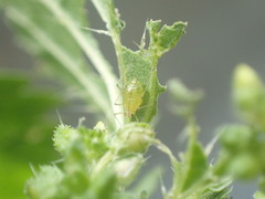 Microlophium carnosum