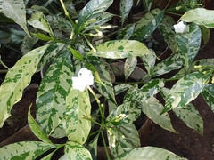 Tabernaemontana divaricata