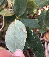 Stigmella anomalella