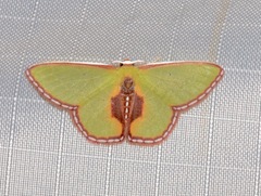 Synchlora astraeoides
