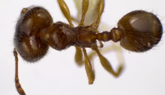 Pheidole bicarinata