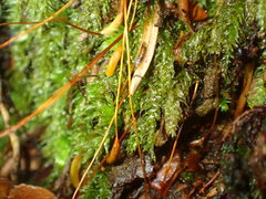 Herzogiella seligeri