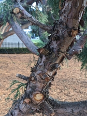 Sequoiadendron