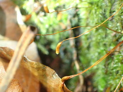 Herzogiella seligeri