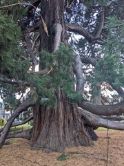 Sequoiadendron