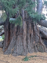 Sequoiadendron