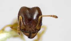 Pheidole bicarinata