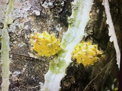 Hylocereeae