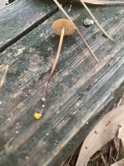 Marasmius