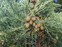 Sequoiadendron