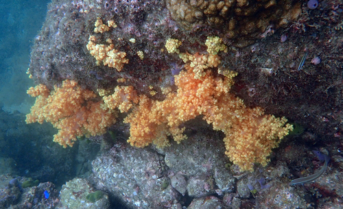 Scleronephthya soft coral
