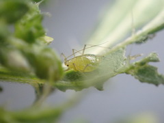 Microlophium carnosum