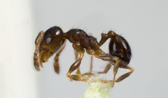 Pheidole bicarinata