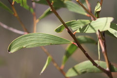 Acacia grandifolia