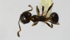 Pheidole bicarinata