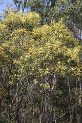 Acacia grandifolia