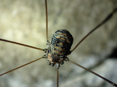 Leiobunum limbatum