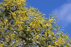 Acacia grandifolia