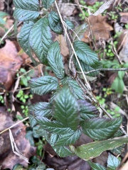 Rubus bifrons