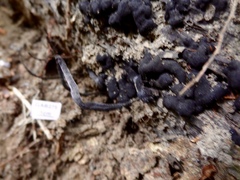 Xylaria