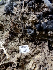 Xylaria