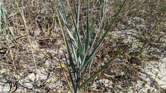 Panicum amarum