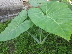 Xanthosoma robustum