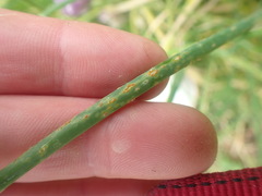 Puccinia allii