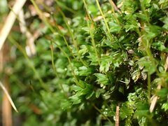 Mniaceae