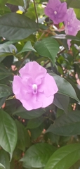 Brunfelsia