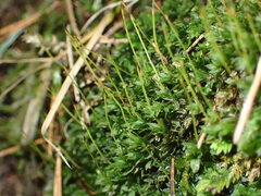 Mniaceae
