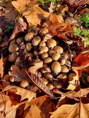 Britzelmayria multipedata