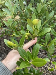 Avicennia germinans