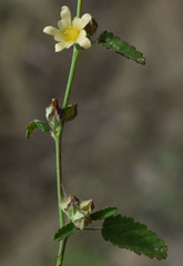 Sida spinosa