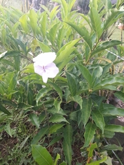 Brunfelsia pauciflora