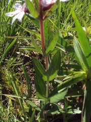 Cuphea lysimachioides
