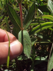 Cuphea lysimachioides