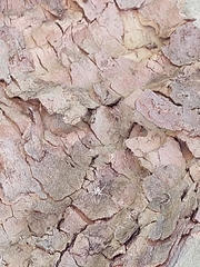 Tamopsis