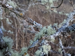 Usnea hirta
